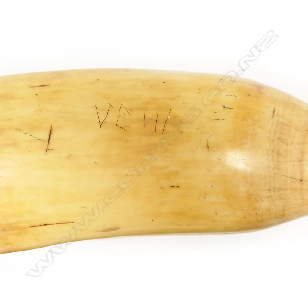 A large old Fijian tabua whales tooth pendant, Image 1++
